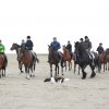 StPeter-Ording_2013-0045