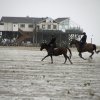 StPeter-Ording_2013-0054